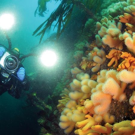 Gulen Dive Resort Dalsøyra Eksteriør billede