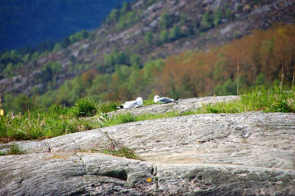 Gulen Dive Resort Dalsøyra Eksteriør billede