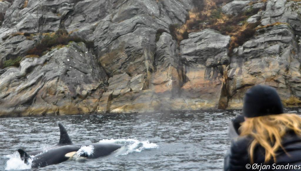 Gulen Dive Resort Dalsøyra Eksteriør billede
