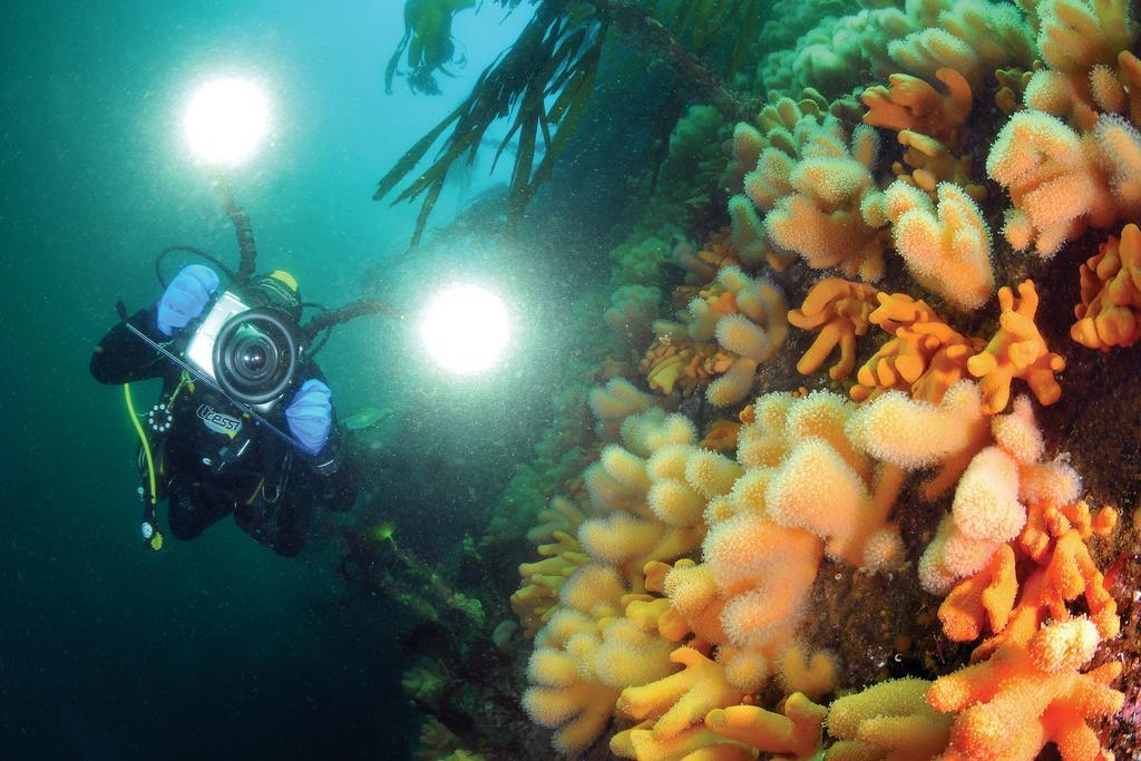 Gulen Dive Resort Dalsøyra Eksteriør billede